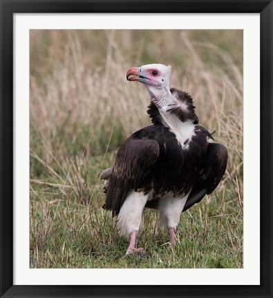 Framed Kenya. White-headed vulture standing in grass. Print