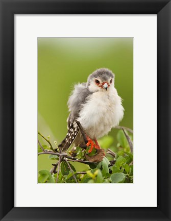 Framed Pygmy Falcon, Samburu Game Reserve, Kenya Print