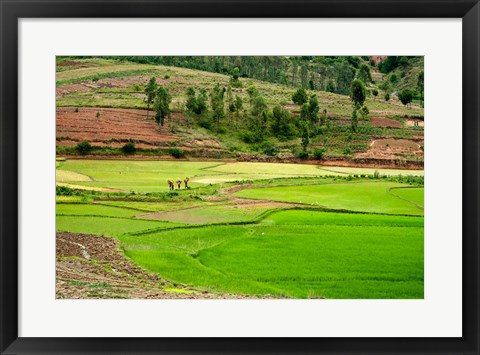 Framed People working in green rice fields, Madagascar Print