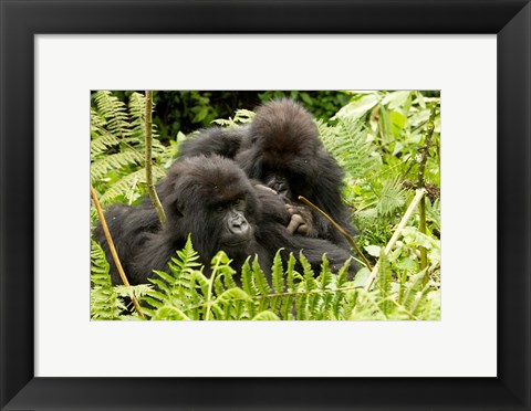 Framed Pair of Gorillas, Volcanoes National Park, Rwanda Print