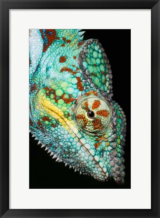 Framed Panther Chameleon, Western Madagascar Print