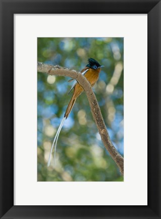 Framed Paradise-Flycatcher bird, Ankarafantsika, Madagascar Print