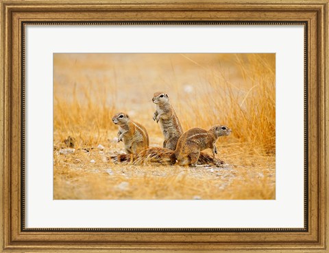 Framed Namibia, Etosha NP. Cape Ground Squirrel Print