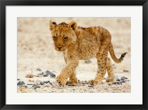 Framed Namibia, Etosha NP. Lion, Stoney ground Print