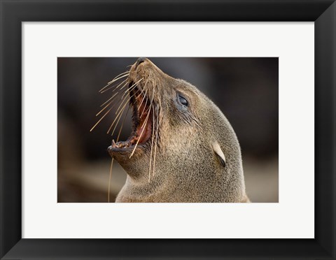 Framed Namibia, Cape Cross Seal Reserve. Close up of Southern Fur Seal Print