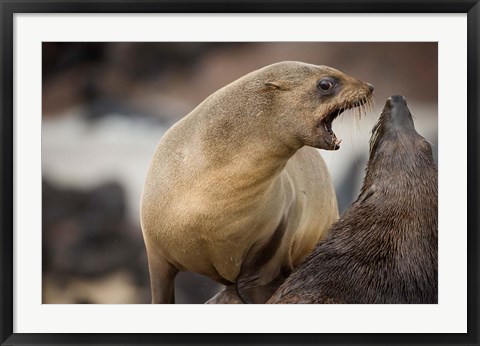 Framed Namibia, Cape Cross Seal Reserve. Southern Fur Seals Print