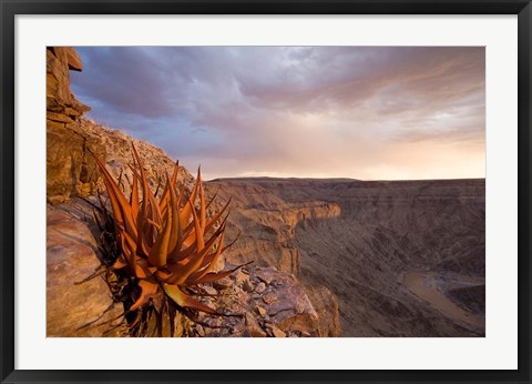 Framed Namibia, Fish River Canyon National Park, desert plant Print