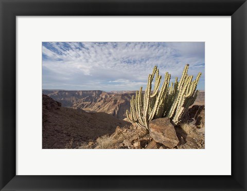 Framed Namibia, Fish River Canyon NP, Cactus succulent Print