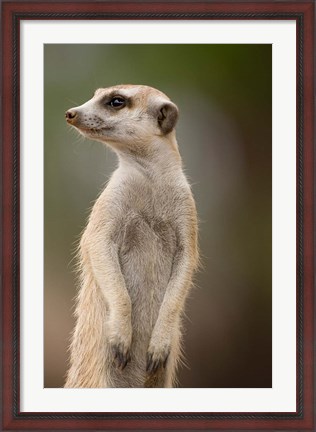 Framed Namibia, Keetmanshoop, Meerkat burrow, Mongoose Print