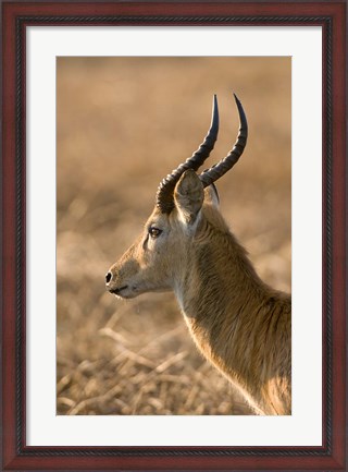 Framed Puku, Busanga Plains, Kafue National Park, Zambia Print