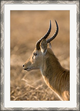 Framed Puku, Busanga Plains, Kafue National Park, Zambia Print