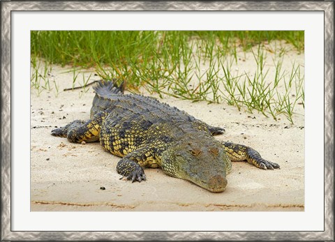 Framed Nile crocodile, Chobe River, Chobe NP, Kasane, Botswana, Africa Print