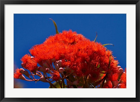 Framed Orange flowers on Table Mountain, Cape Town, South Africa Print