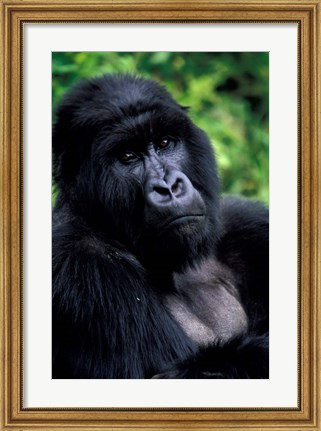 Framed Close up of Mountain Gorilla, Rwanda Print