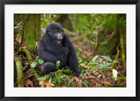 Framed Mountain gorilla yawning, Volcanoes National Park, Rwanda Print