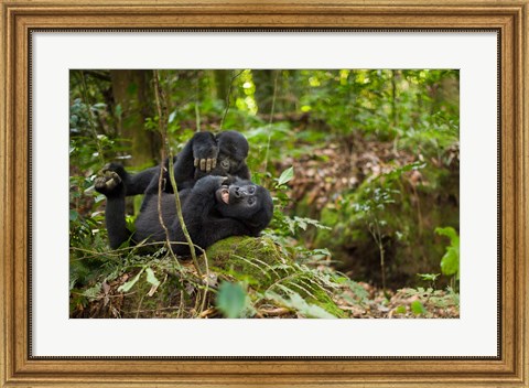 Framed Close up of Mountain gorillas, Volcanoes National Park, Rwanda. Print
