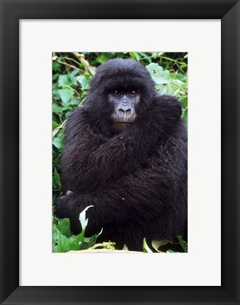 Framed Mountain Gorilla preening, Group 11, Rwanda Print