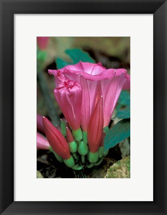 Framed Pink Flower with buds, Gombe National Park, Tanzania Print
