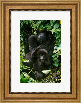 Framed Mountain Gorillas, Parc N. Volcans, Rwanda Print