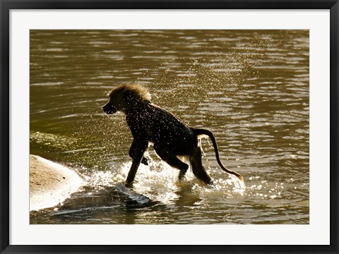 Framed Olive Baboon, Masai Mara, Kenya Print