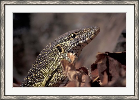 Framed Nile Monitor Lizard, Gombe National Park, Tanzania Print