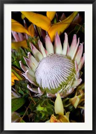 Framed Queen Protea, Kwazulu Natal, South Africa Print