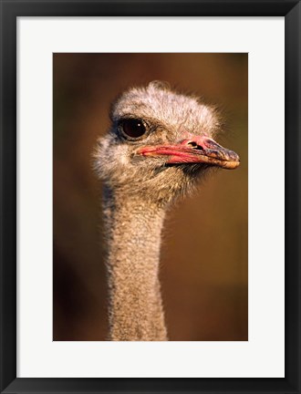 Framed Namibia, Common Ostrich bird Print