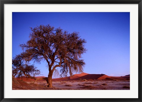 Framed Namibia, Namib Naukluft NP, Sossusvlei desert, Tree Print