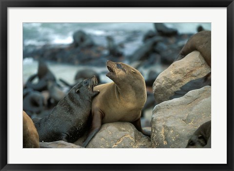 Framed Namibia, Cape Cross Seal Reserve, Two Fur Seals on rocks Print