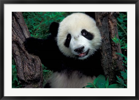 Framed Panda Cub with Tree, Wolong, Sichuan Province, China Print