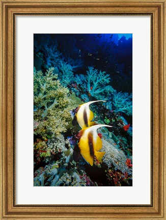 Framed Pair of Red Sea Bannerfish at Daedalus Reef, Red Sea, Egypt Print