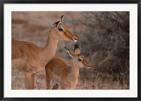 Framed Mother and Young Impala, Kenya Print
