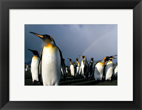Framed Rainbow Above Colony of King Penguins, Saint Andrews Bay, South Georgia Island, Sub-Antarctica Print