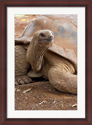 Framed Seychelle Aldabran Land Tortoise, Casela Park, Mauritius Print