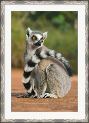 Framed Close up of Ring-tailed Lemur, Madagascar Print