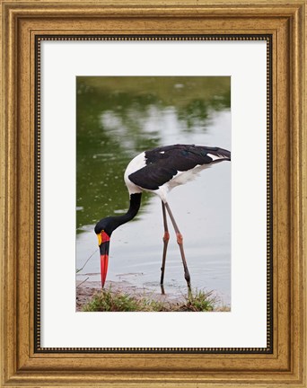 Framed Saddle-billed Stork, Maasai Mara Wildlife Reserve, Kenya Print