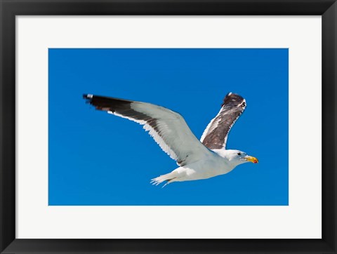 Framed Seagull, Walvis Bay, Erongo Region, Namibia. Print