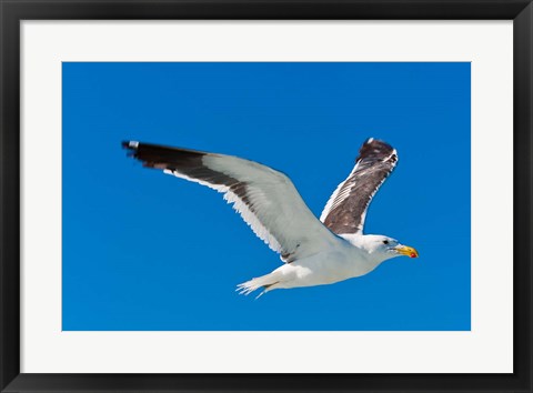 Framed Seagull, Walvis Bay, Erongo Region, Namibia. Print