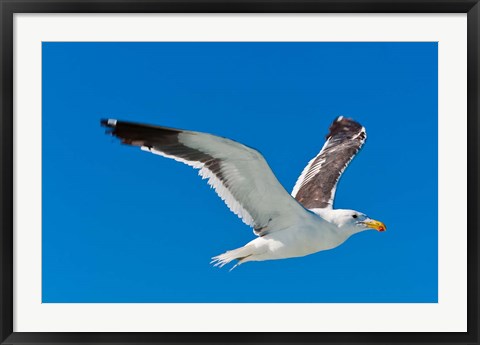 Framed Seagull, Walvis Bay, Erongo Region, Namibia. Print