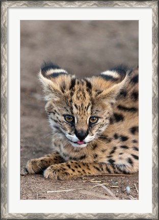 Framed Serval Cat, Kapama Game Reserve, South Africa Print