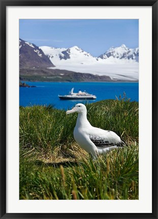 Framed Snowy Wandering Abatross bird, Prion Island, South Georgia Print