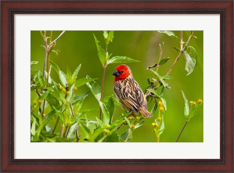 Framed Red-headed Quelea, Serengeti National Park, Tanzania Print