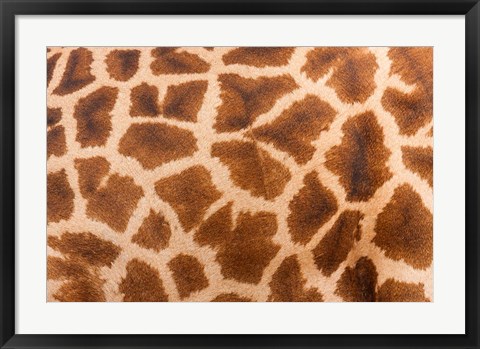 Framed Reticulated giraffe, Luangwa Valley, Zambia Print