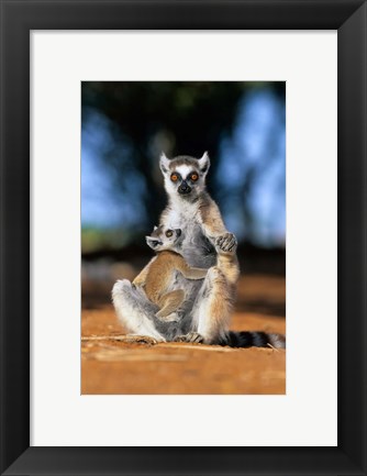 Framed Ring-tailed Lemur primate, Berenty Reserve, Madagascar Print
