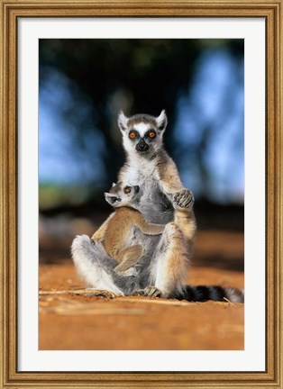 Framed Ring-tailed Lemur primate, Berenty Reserve, Madagascar Print