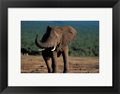Framed South Africa, Addo Elephant NP, Angry Bull Elephant Print