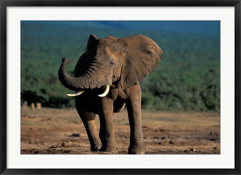 Framed South Africa, Addo Elephant NP, Angry Bull Elephant Print