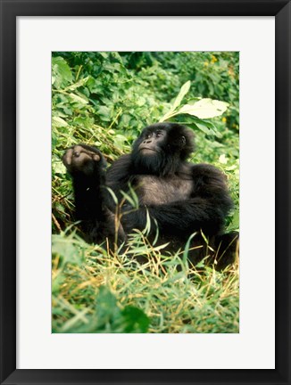 Framed Rwanda, Six year old mountain Gorilla, March Print