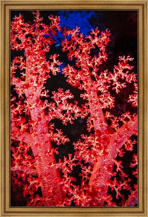 Framed Coral at Abu Soma Arbaa, Red Sea, Egypt Print
