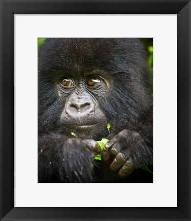 Framed Rwanda, Volcanoes NP, Close up of a Mountain Gorilla Print